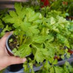 Comment entretenir le persil en pot toute l’année